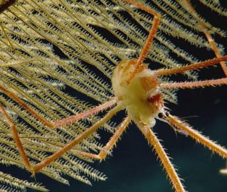 Crab