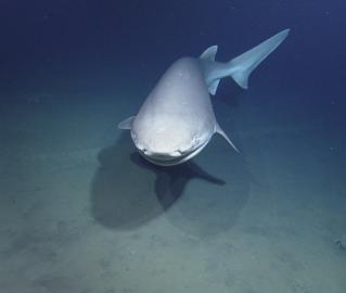 Six gill shark