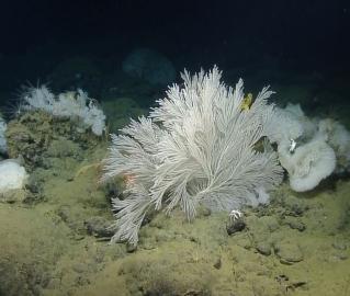 Coral and sponge survey