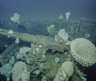 Gun with corals on the USS Independence wreck