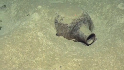 Amphora on the seafloor