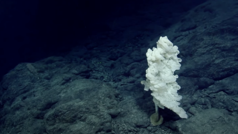 Tretopleura Sponge of Unnamed Seamount A in the Wentworth Seamount Chain