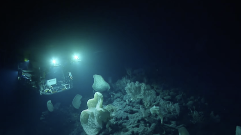 Never-Before-Surveyed Seamount Reveals Stunning Biodiversity
