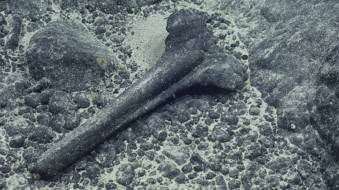 Ancient Beaked Whale Skull Found in Papahānaumokuākea Marine National Monument
