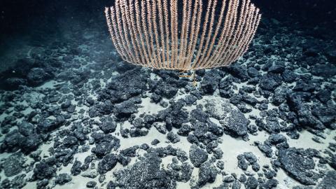 Candelabra shaped bamboo coral colony rises above seafloor