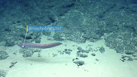 large cutthroat eel swims near the seafloor