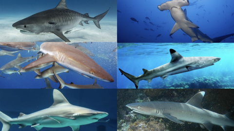 Collage of six Hawaiian shark species