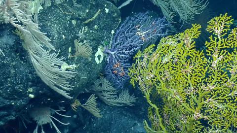 Cliffside Coral Garden In Proposed National Marine Sanctuary