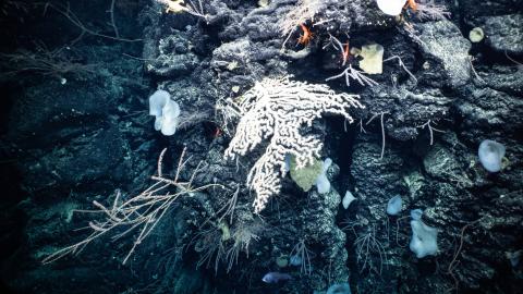 Deep sea corals and sponges hang on a cliffwall in Kingman Reef