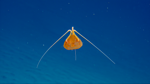 Bathykorus jellyfish with long tentacles on top