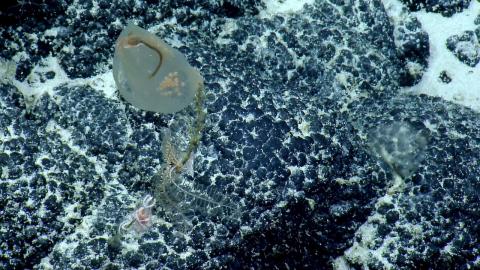 Sampling a Predatory Tunicate 