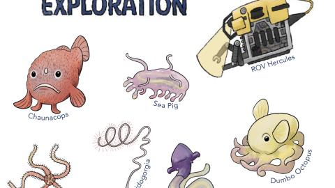 Hand drawn illistrations of deep sea organisma seen in the waters off the Pacific Remote Islands Marine National Monument