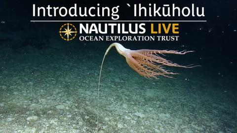 ʻIhikūholu: Hawaiian Name Granted to Majestic Sea Pen