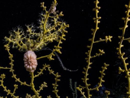 Coral and brittle star