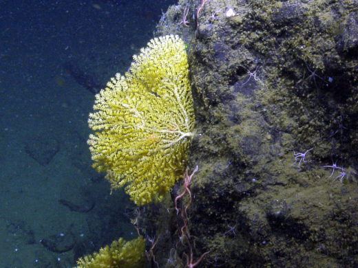 coral on rock