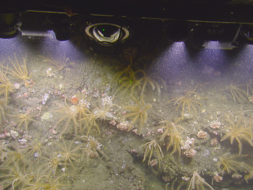 Olympic Coast wall of crinoids