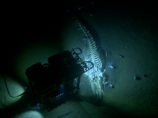 Davidson Seamount whale fall