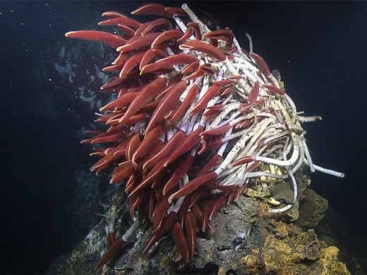 Red tube worms
