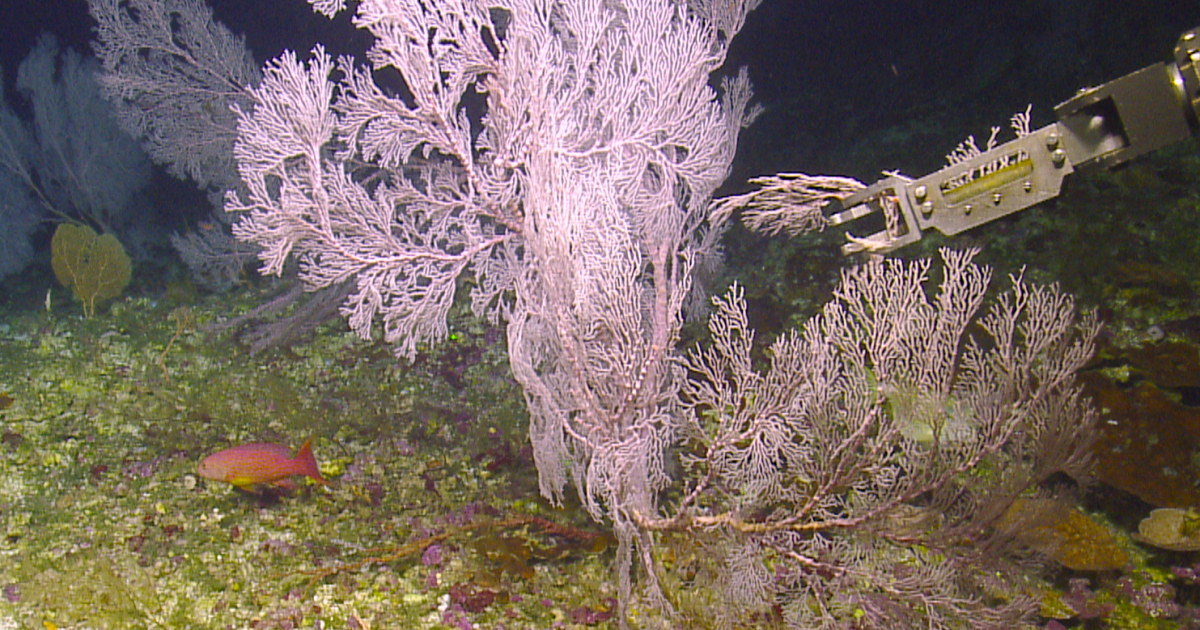 Exploring Deepwater Regions of Baker and Howland Islands and Johnston