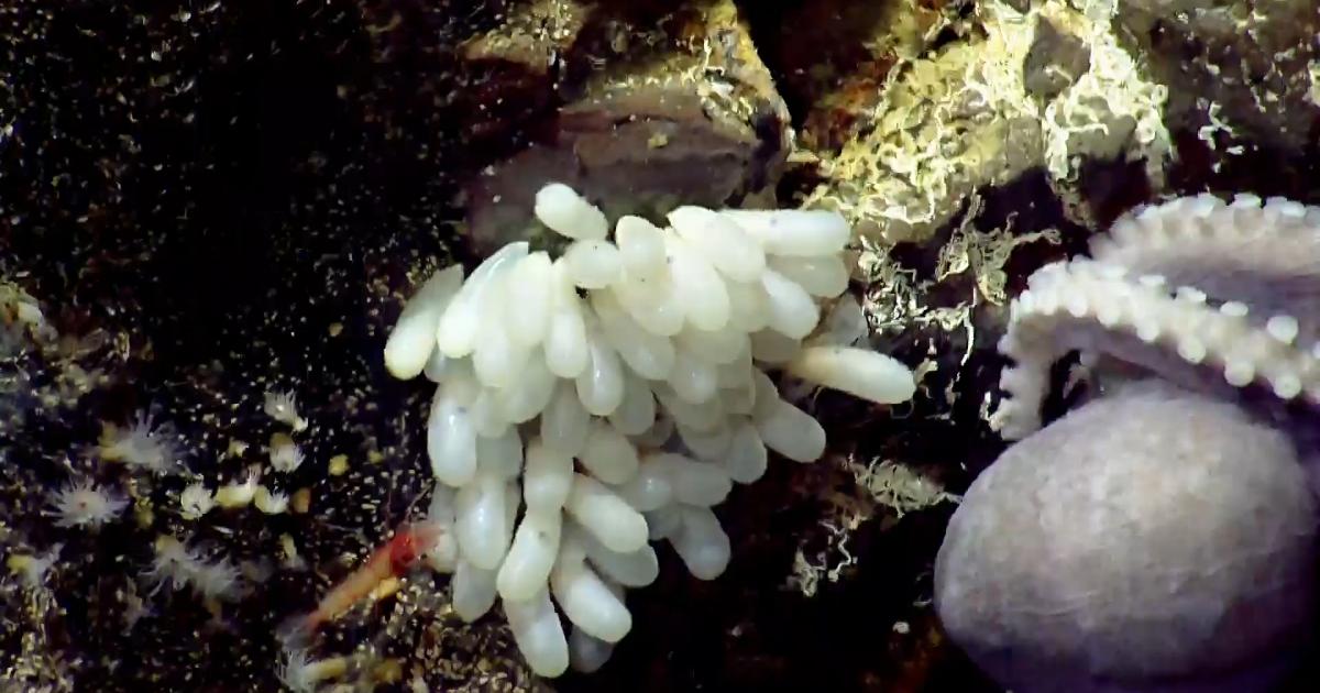Newborn Octopus and Stealthy Shrimp Battle in Monterey Bay National