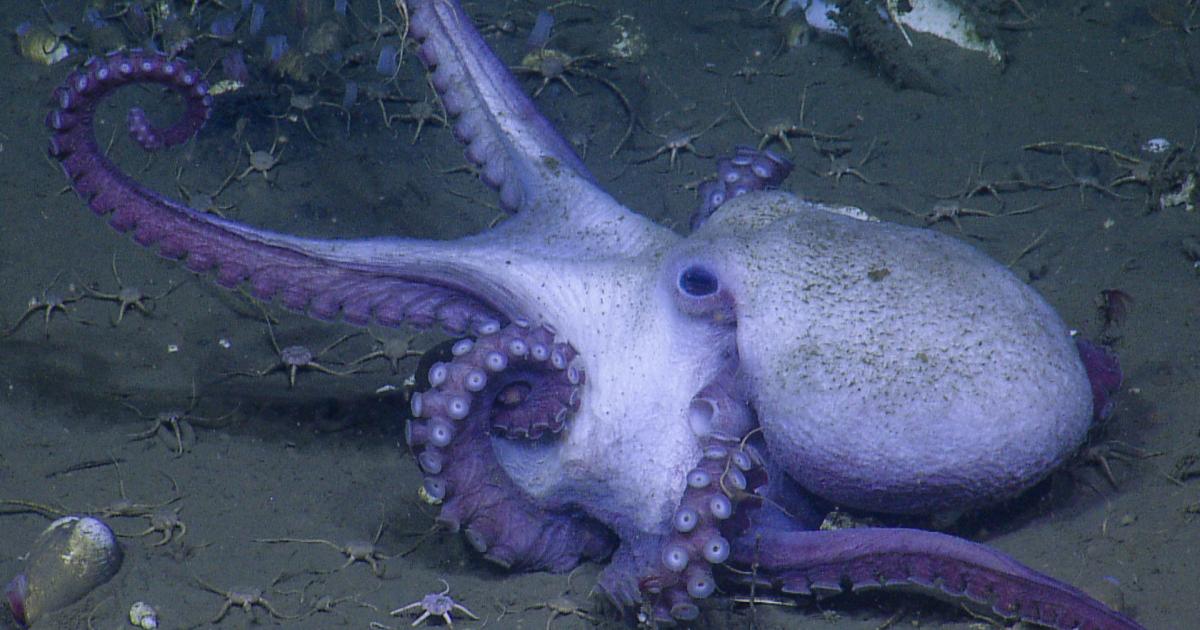 Adaptations Of Octopuses | Nautilus Live