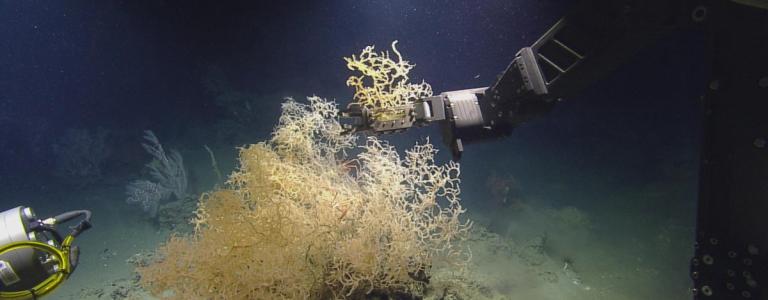 Herc sampling coral