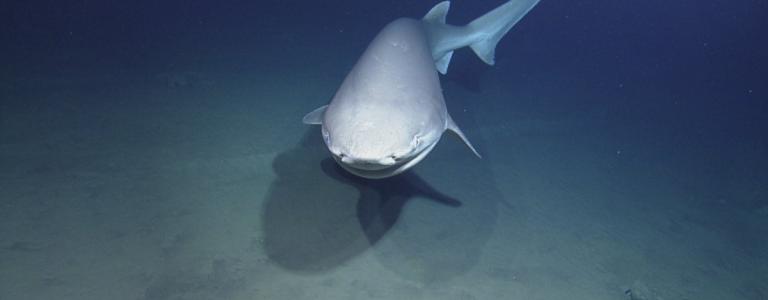 Six gill shark