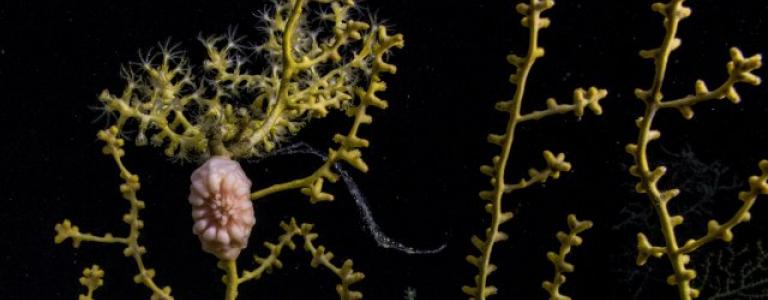 Coral and brittle star