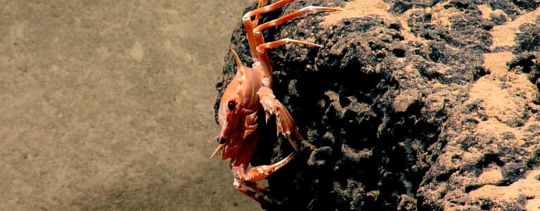 Reddish crab, clinging to black rocks underwater