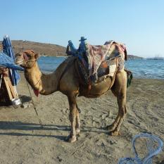 Camel Ride Anyone?