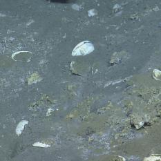 Shells on the sea floor