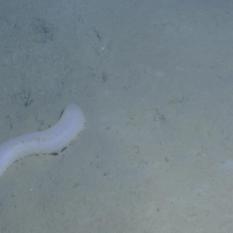 Sea cucumber on the ocean floor