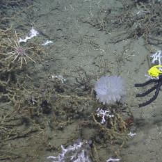 Collecting the sponge from its location near the coral