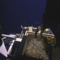 Samples of coral and sponge are placed in Hercules' biobox