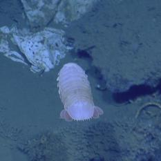 Isopod on the move