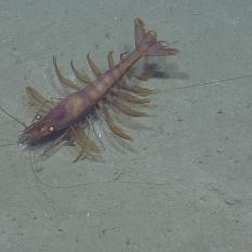 Shrimp with feathery legs
