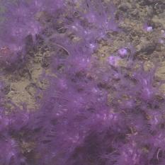 Purple encrusting coral