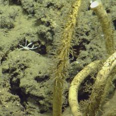 A close-up of the tube worms