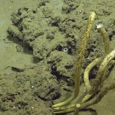 Tube worms on the sea floor