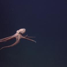 Moving octopus