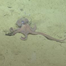 Octopus on the ocean floor