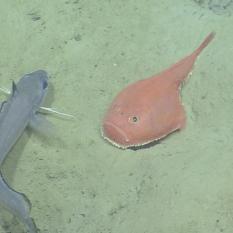 Two interesting fish on the sea floor