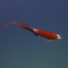 Same squid, different color