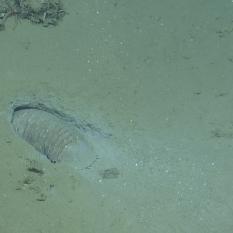 Isopod in the sediment