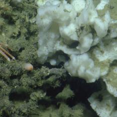 Coral and crab up-close