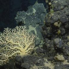 Corals at Barracuda Bank