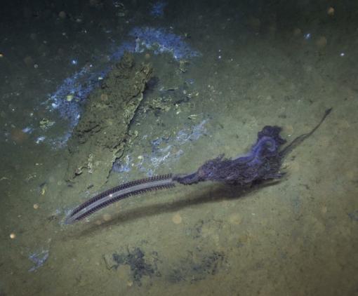 siphonophore