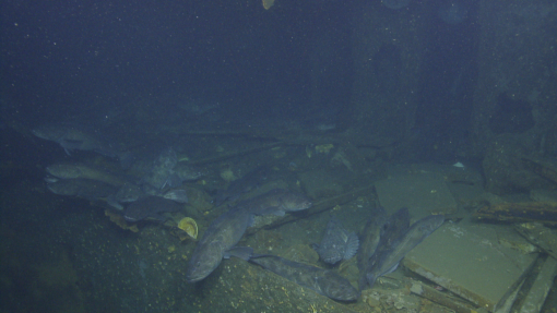 Shipwreck image