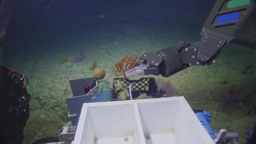 Sampling coral