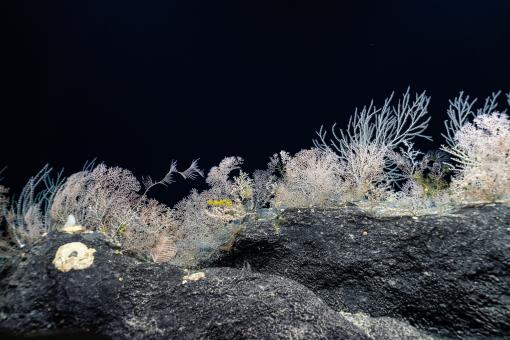  Dives explored a wide diversity of habitats and geological features, including the flanks of Johnston Atoll and many offshore seamounts.